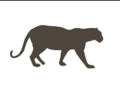 cheetah logo