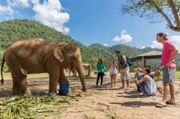 Elephant Safari1