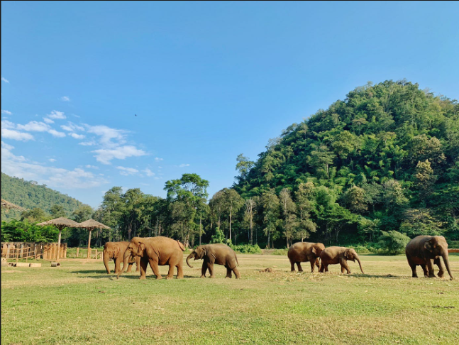 Elephant Safari2