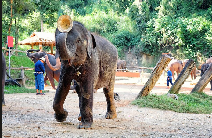 Elephant Safari3
