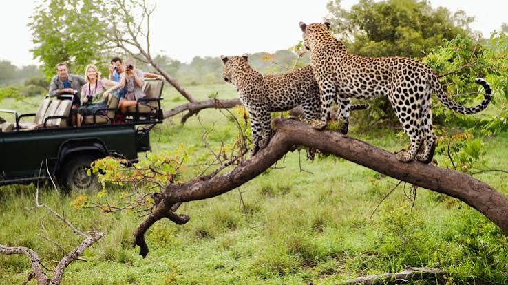Safari Adventures